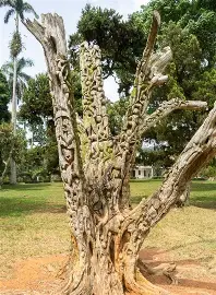 Photograph of Aburi Botanical Gardens